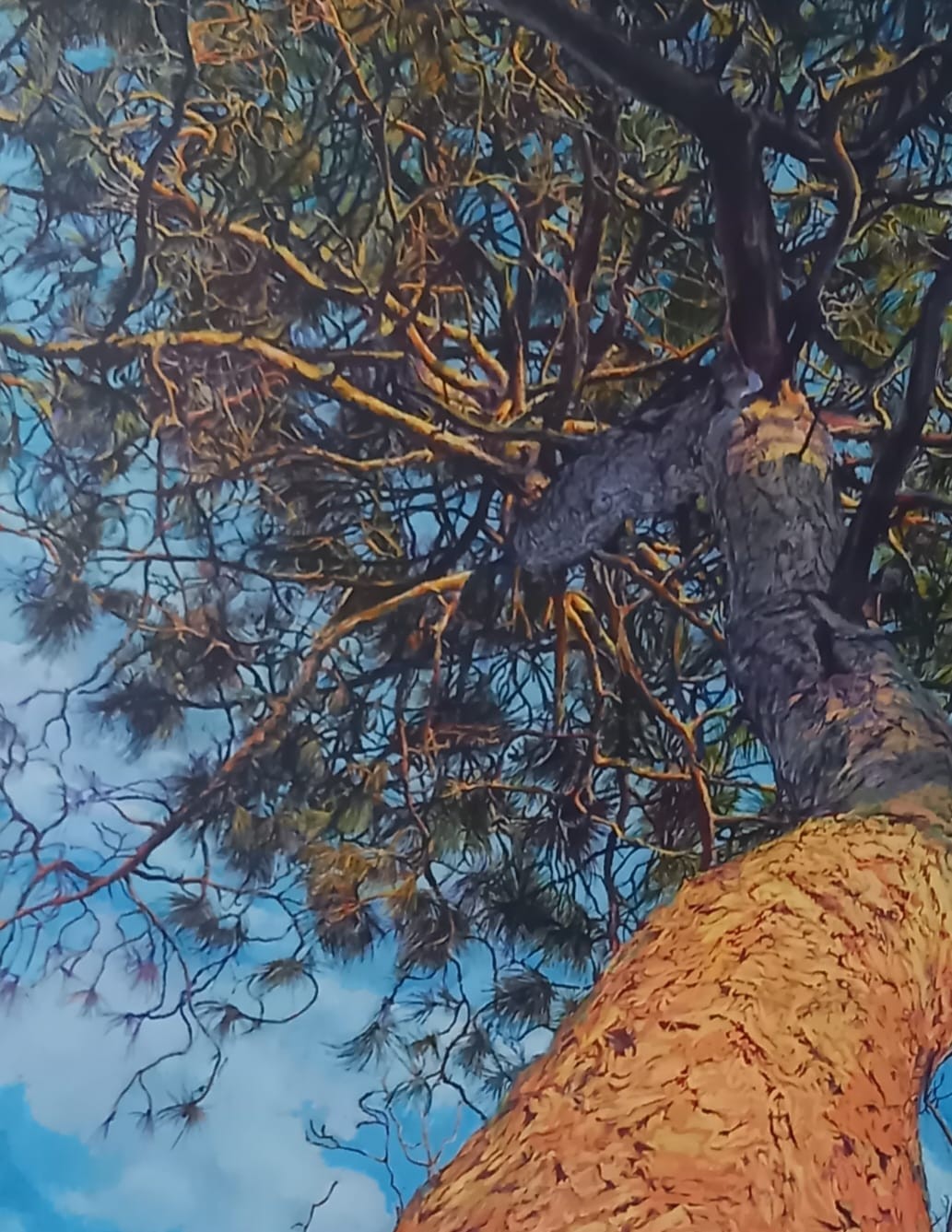 TWISTED PINE