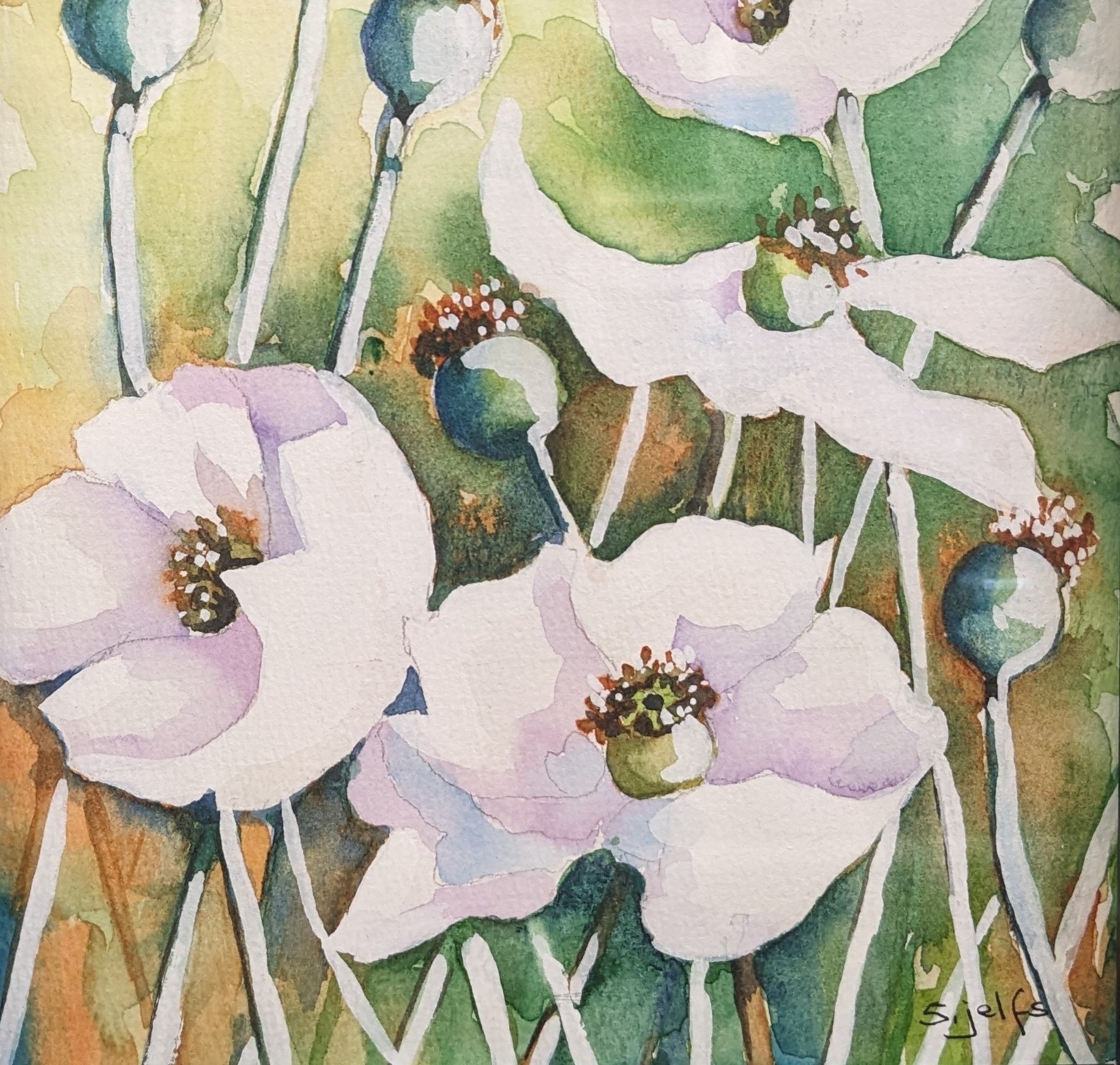 Poppies